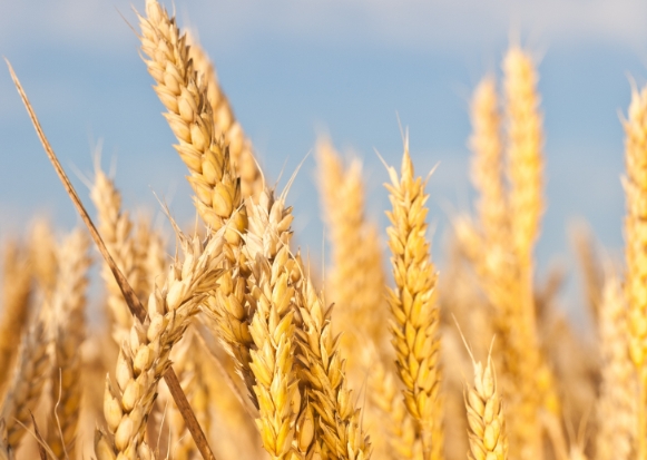 Grain quality analysis